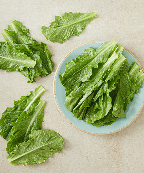 친환경 로메인 100g 친환경 로메인 100g