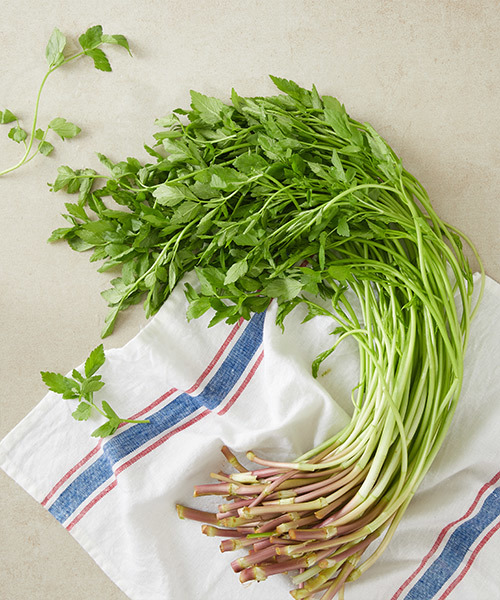 무농약 팔공산 미나리 1.6kg