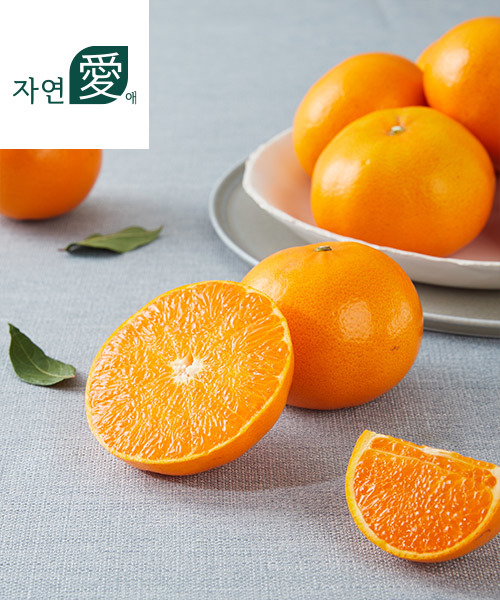 [자연애] 고당도 제주 남원 천혜향 2.5kg(11과내/선물용)