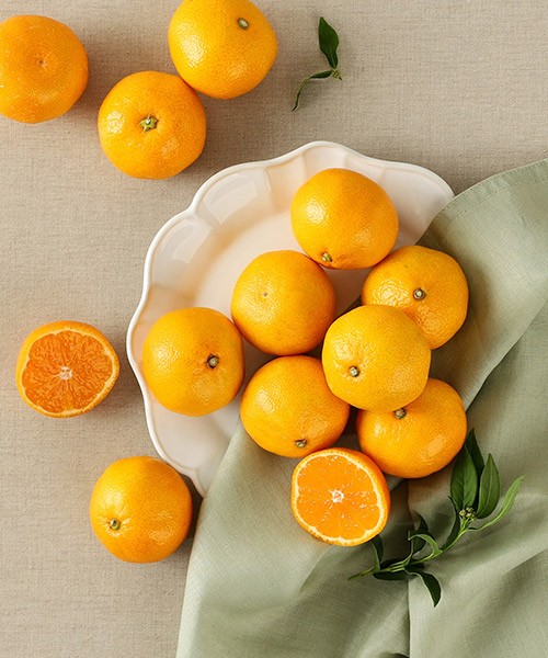 고당도 성목이식 타이벡 감귤 2종(로얄과/13brix이상)