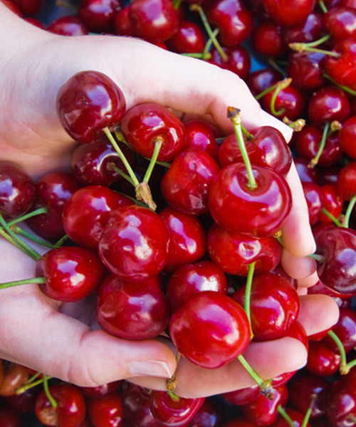 항공직송 신선체리 2kg