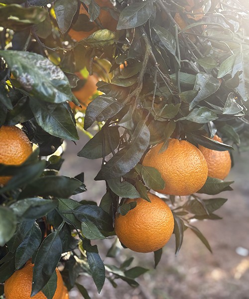 제주 노지한라봉 5kg(중대과)